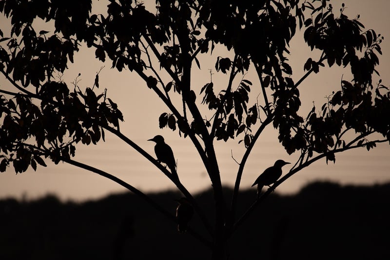 Silhouette of person meditating